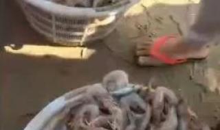 广东海滩现大量海虾 广东海滩现大量海虾