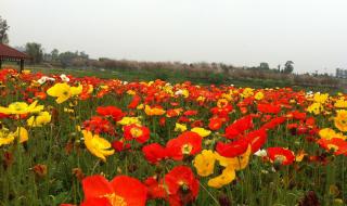 桃李芳菲梨花笑 桃李芳菲梨花笑