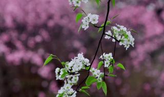 桃李芳菲梨花笑 桃李芳菲梨花笑