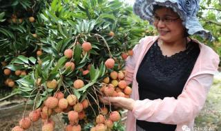 端午公司发了3颗荔枝