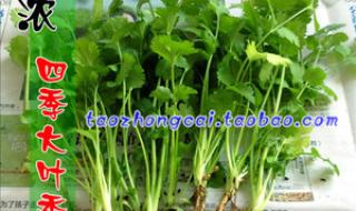 香菜种植方法和时间 香菜种植方法和时间