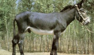 种公驴配马成功案例