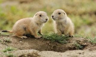 什么动物的皮肤最厚 什么动物的皮肤最厚