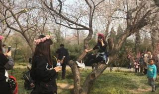 母猪上树打一个生肖