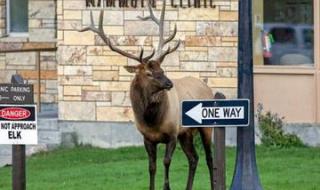麋鹿性偏好人格测试 麋鹿性偏好人格测试