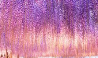 紫藤萝瀑布课堂笔记