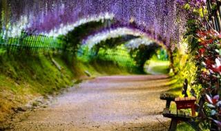 紫藤萝瀑布课堂笔记