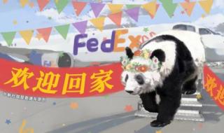 丫丫回国之后会如何安排 丫丫专机已降落上海