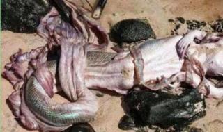 世界上真有美人鱼吗