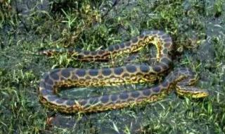 世界上最可怕的东西 世界上最可怕的东西