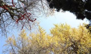 你喜欢银杏吗下一句 你喜欢银杏吗下一句