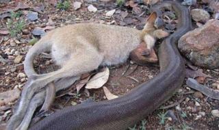 世界上最奇怪的4种蛇