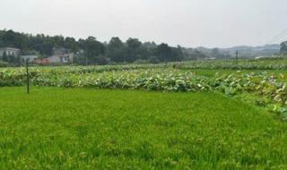 农业补贴多少钱一亩 农业补贴多少钱一亩